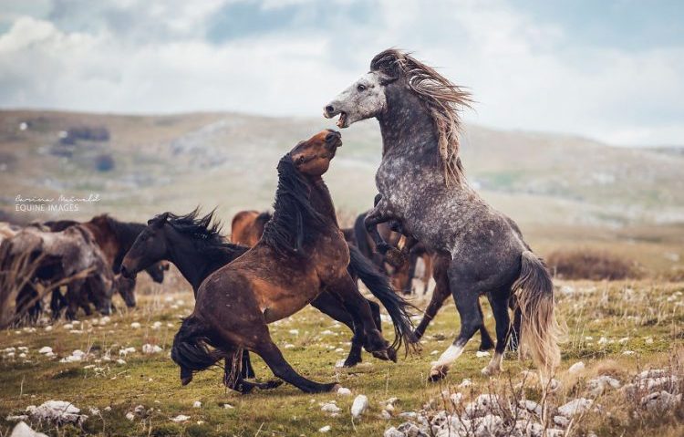 Venirea primăverii, singura şansă de salvare a animalelor protejate din Caraş-Severin