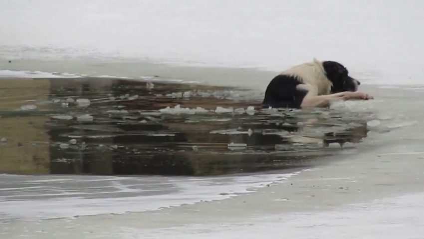 La un pas de moarte. A vrut să-şi salveze câinele şi a căzut în Dunărea îngheţată