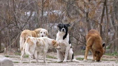 Proprietarii de câini și pisici de pe Valea Cernei pot steriliza animalele la Padocul de la Mehadia!