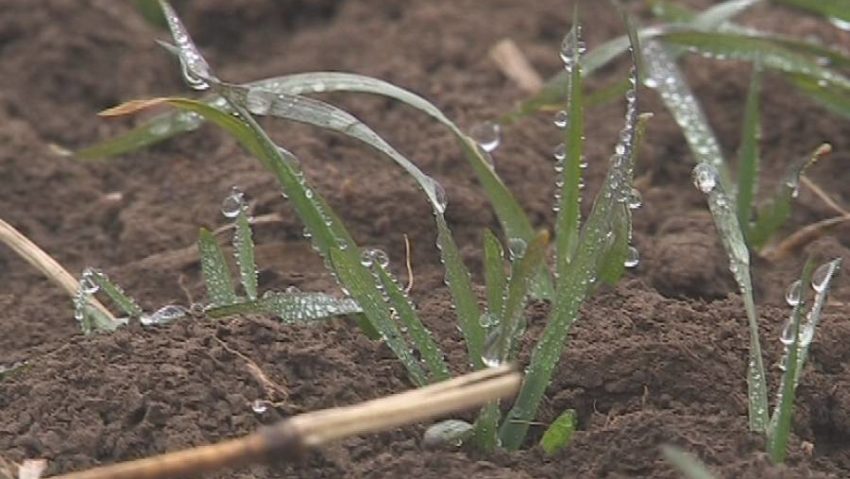 [AUDIO] Alternanţele îngheţ-dezgheţ duc, în Caraş-Severin, la fenomenul de descălţare a plantelor