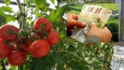 Programul Susținere Tomate de bun augur în Caraș-Severin