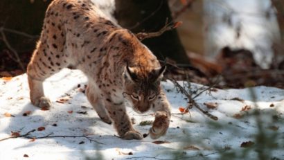 [VIDEO] Un animal extrem de rar în Parcul Naţional Semenic, surprins de camerele de supraveghere