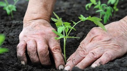 Deşi bani mulţi şi interes pe măsură, judeţul Caraş-Severin nu se pretează culturii tomatelor