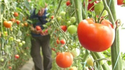 Legumicultorii din Caraş-Severin se înghesuie la roşii, deşi nu prea au unde le cultiva