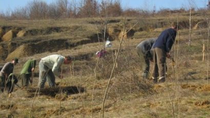 În Caraş-Severin împăduririle sunt în toi: trendul acestora este în creştere de la un an la altul