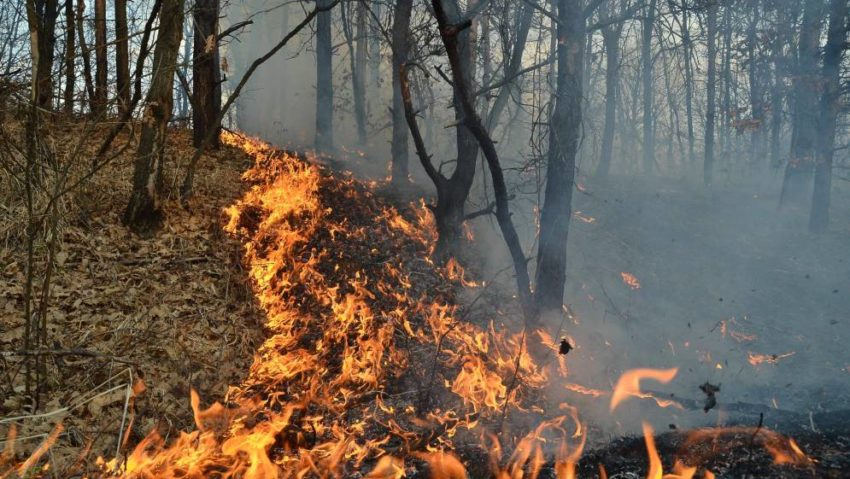 Incendiile de vegetaţie uscată provoacă mari pagube materiale Direcţiei Silvice Caraş-Severin