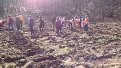 Luna plantării arborilor a demarat cu dreptul în Caraş-Severin: Mii de frasini şi goruni pentru viitorul verde al Banatului