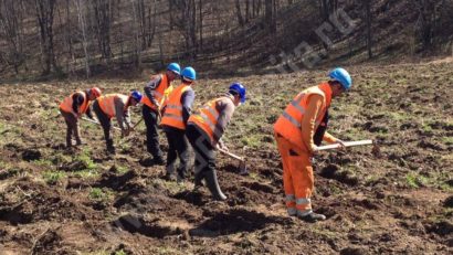 Pădurile cresc cu ochii în Caraş-Severin: Luna plantării arborilor dusă la bun sfârşit