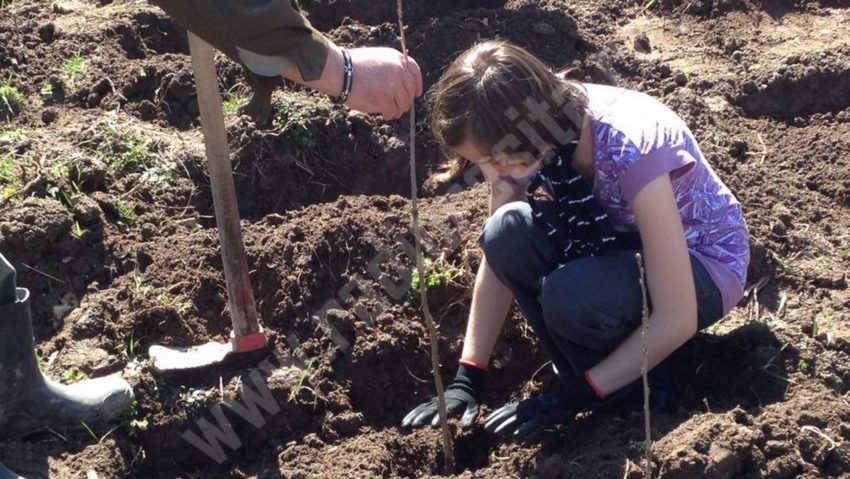 21 martie: Ziua internaţională a pădurii, marcată la Reşiţa printr-o acţiune educativă de plantări de arbori