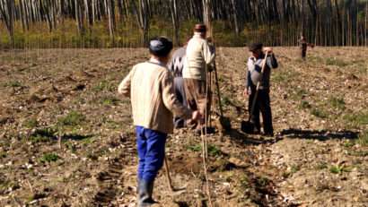 Plantări de pomi pe o fostă groapă de gunoi a oraşului