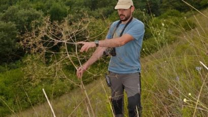 Descoperirea senzaţională în România: Biologii au identificat o nouă specie de plantă