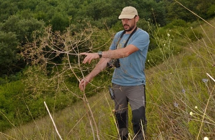 Descoperirea senzaţională în România: Biologii au identificat o nouă specie de plantă