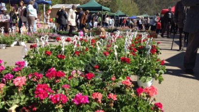 De Florii, explozie de culoare şi parfum în Parcul Tricolorului din Reşiţa