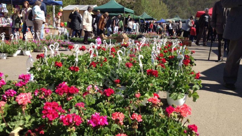 De Florii, explozie de culoare şi parfum în Parcul Tricolorului din Reşiţa