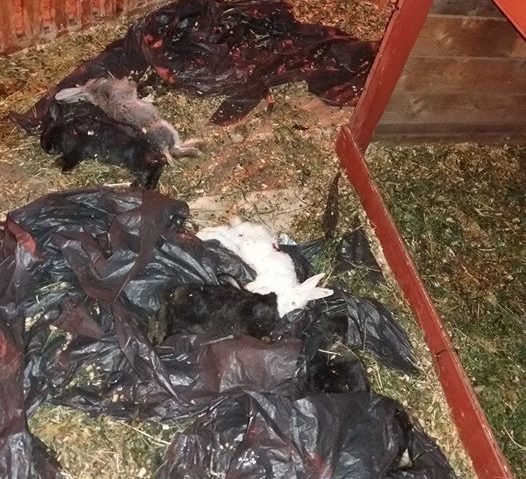 Iepurii de Paşti din faţa primăriei, sfâşiaţi de câinii vagabonzi