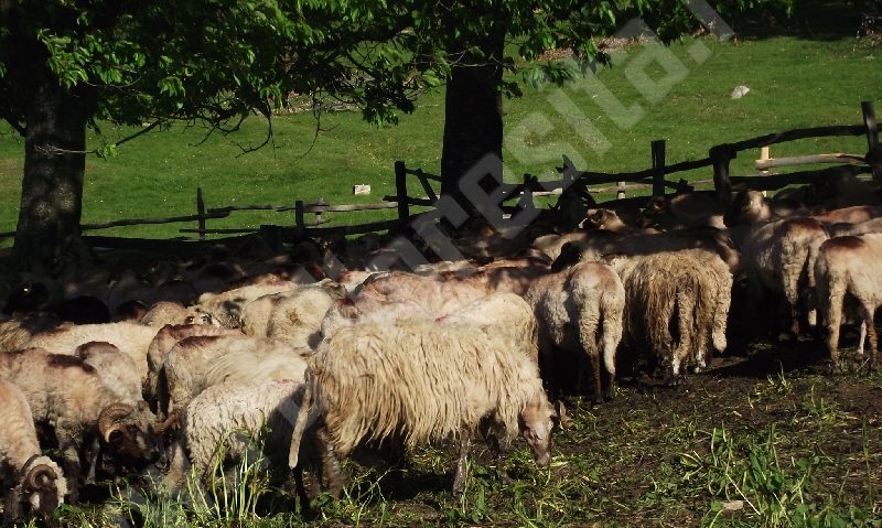 [FOTO] Măsuratul oilor la Topla – o tradiție care se păstrează… încă!