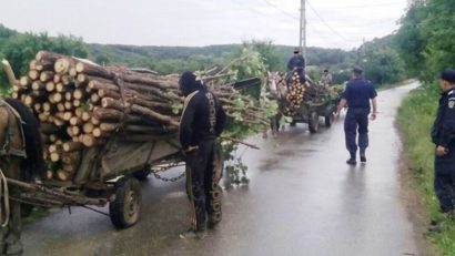 Tăieri ilegale în scădere în Caraş-Severin: Garda Forestieră atenţionează primăriile să-şi păzească pădurile