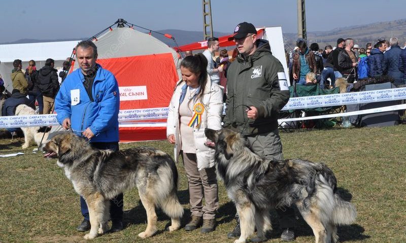 Cei mai frumoşi câini din lume au ajuns la Timişoara!