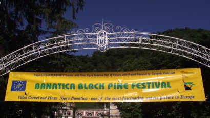 Pinul negru – în Festival pe Valea Cernei