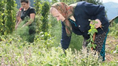 Caraş-Severin, un judeţ bogat în plante medicinale: Direcţia silvică dă startul licitaţiilor de profil