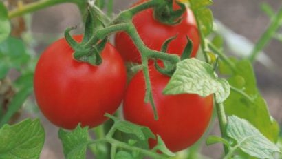 Programul „Tomate” la mare căutare în Caraş-Severin. Înscrierile sunt în plină desfăşurare