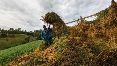 Plantele furajere din Caraş-Severin ameninţate de arşiţă