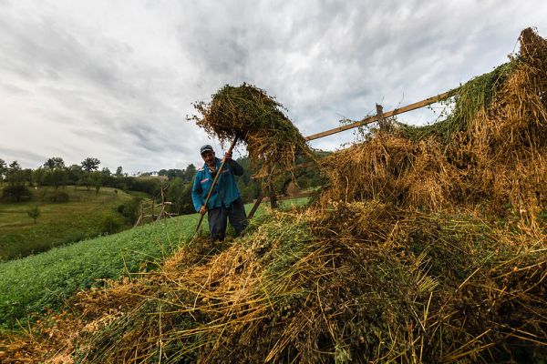 Plantele furajere din Caraş-Severin ameninţate de arşiţă