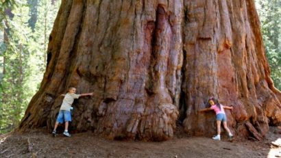 [VIDEO] Sequoia, arborele gigant care trăieşte 5.000 de ani, atracţie turistică în Caraş-Severin