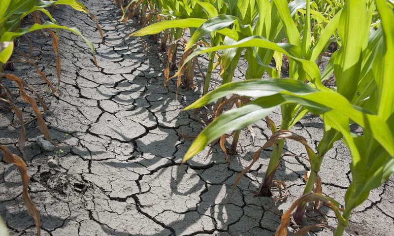 Ministrul agriculturii a anunţat acordarea de despăgubiri fermierilor afectaţi de secetă