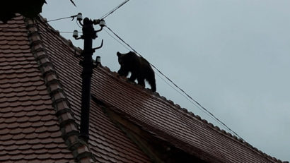 Ministerul Mediului aşteaptă avizul Academiei Române pt animalele sălbatice