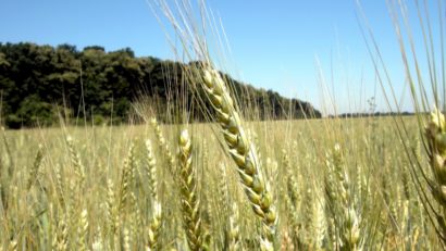 Recolte foarte bune la hectar în campania agricolă de vară în Caraş-Severin