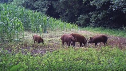 Fondurile de vânătoare sunt cele mai expuse la propagarea pestei porcine africane