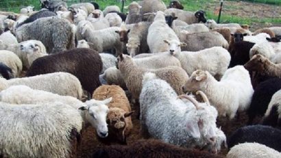 Medicii veterinari în alertă: După mai bine de 10 ani, a reapărut scrapia la ovine şi caprine