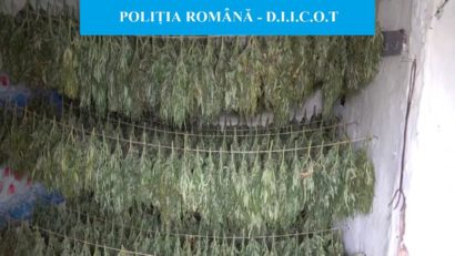 Două tone de cannabis descoperite într-un sat din Mehedinți