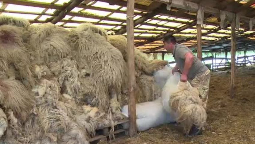 Lână da, centre de colectare ba: Decizia înfiinţării, întârzie