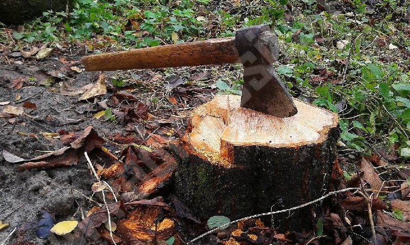 Codrul nu-i frate cu legile silvice: Pe proprietăţile private din Caraş-Severin nu se poate tăia după bunul plac