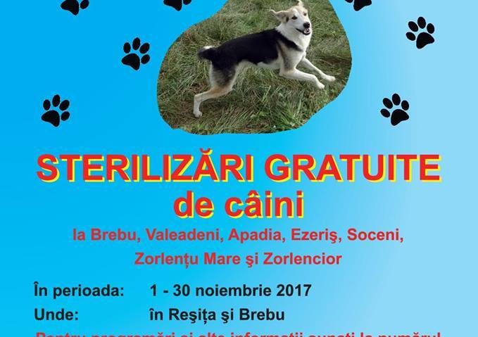 Sterilizare și castrare a câinilor gratuită în Caraș-Severin, prin WIOCA!