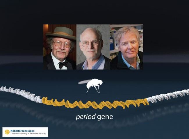 [FOTO] Jeffrey C. Hall, Michael Rosbash și Michael W. Young:câștigătorii Premiului Nobel pentru Medicină pe anul 2017