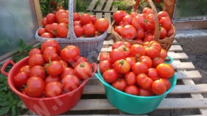 Legumele îmbogăţesc agricultorii din Banat: O parte au beneficiat de subvenţia de 3.000 de euro pentru cultura tomatelor