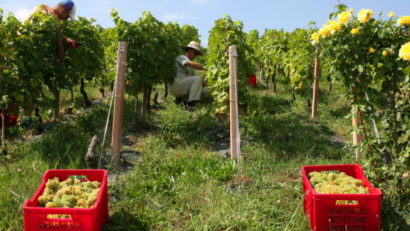 Apicultorii şi viticultorii din Caraş-Severin cu terenuri, primesc banii de la APIA