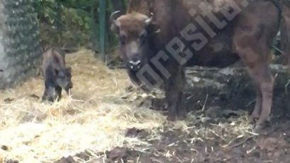 Zimbrii s-au acomodat la Reşiţa: Cel de-al doilea pui s-a născut în captivitate la zoo