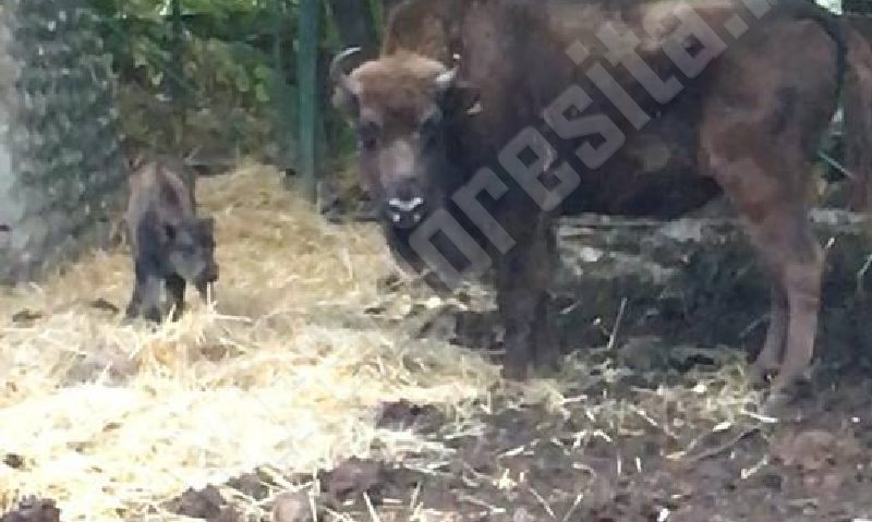 Zimbrii s-au acomodat la Reşiţa: Cel de-al doilea pui s-a născut în captivitate la zoo