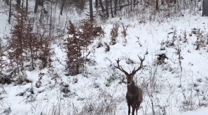 [VIDEO] Bogăţiile cinegetice ale Banatului, la vedere: Un moment inedit a fost surprins de pădurarii cărăşeni