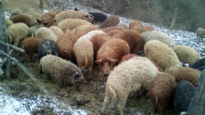 [FOTO-VIDEO] Ajutor de minimis pentru porcine din rasele Bazna şi Mangaliţa, în premieră, în Caraş-Severin