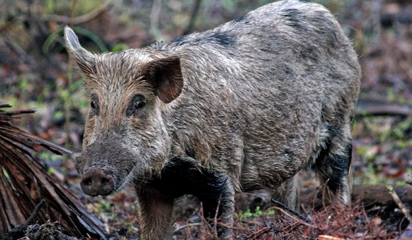 Direcţia silvică: Recoltarea integrală a cotelor de mistreţ reduce riscul propagării pestei porcine africane