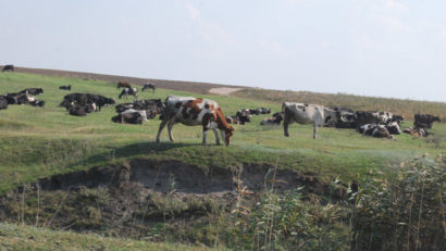 Peste 80% din primăriile din Caraş-Severin au amenajamente pastorale la zi