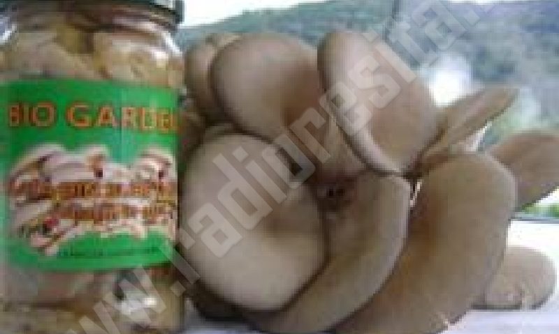 Salata bănăţeană de bureţi de fag ca la Wolfsberg readuce produsele tradiţionale în Caraş-Severin