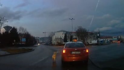 Imaginile cu un câine legat de un taxi au devenit virale. Care este motivul stăpânului