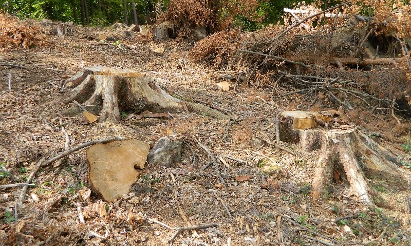 Lanţul slăbiciunilor în activitatea autorităţilor de mediu din Caraş-Severin. Poliţia judeţeană, singura care face lumină în dosarul tăierilor de la Goruia