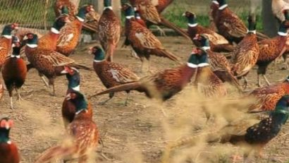 Fondurile cinegetice de câmpie bogate în fazani şi potârnichi